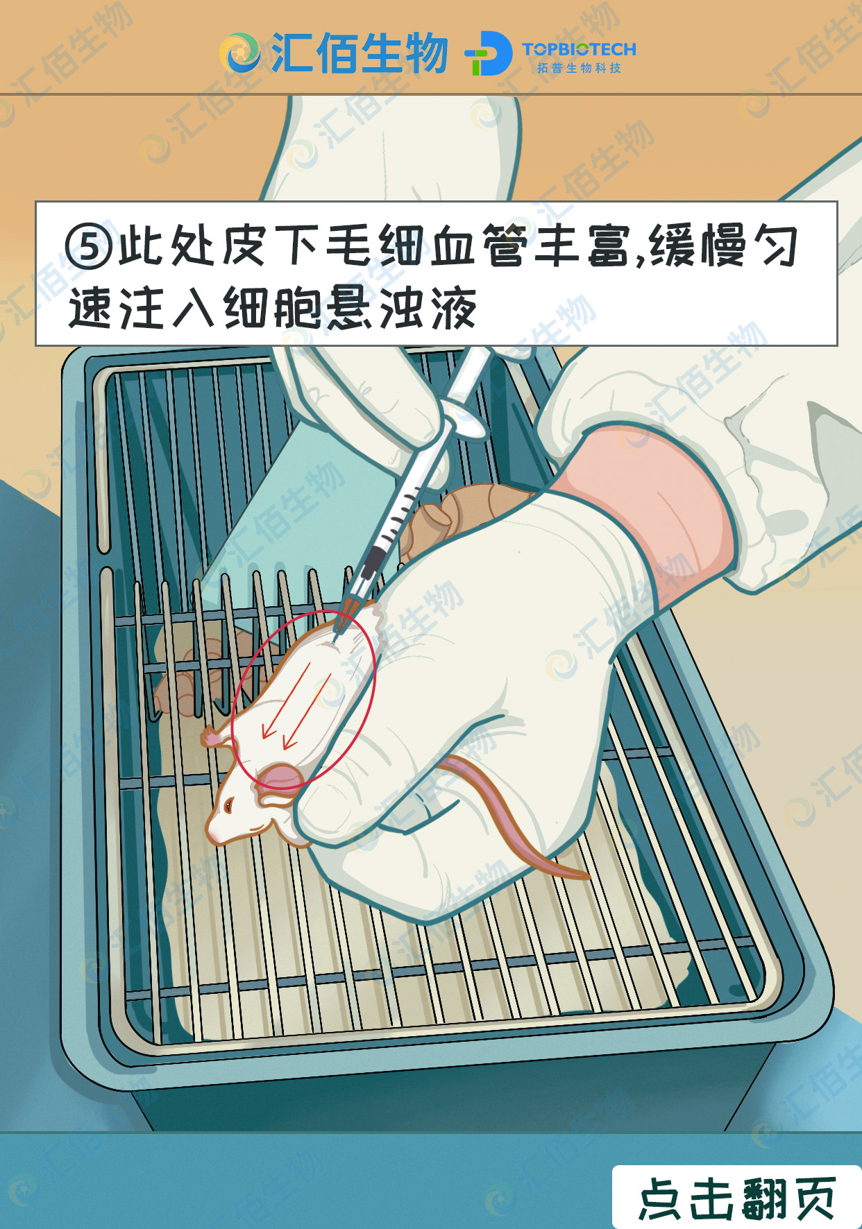 05步骤五此处皮下毛细血管丰富,缓慢匀 速注入细胞悬浊液.jpg